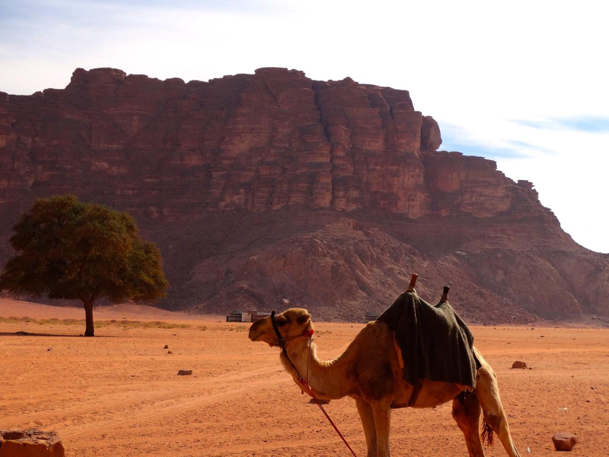 Wadi View Camp * Wadi Rum